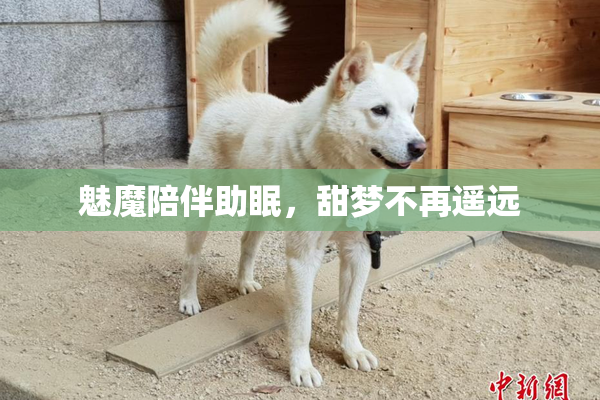 魅魔陪伴助眠，甜梦不再遥远