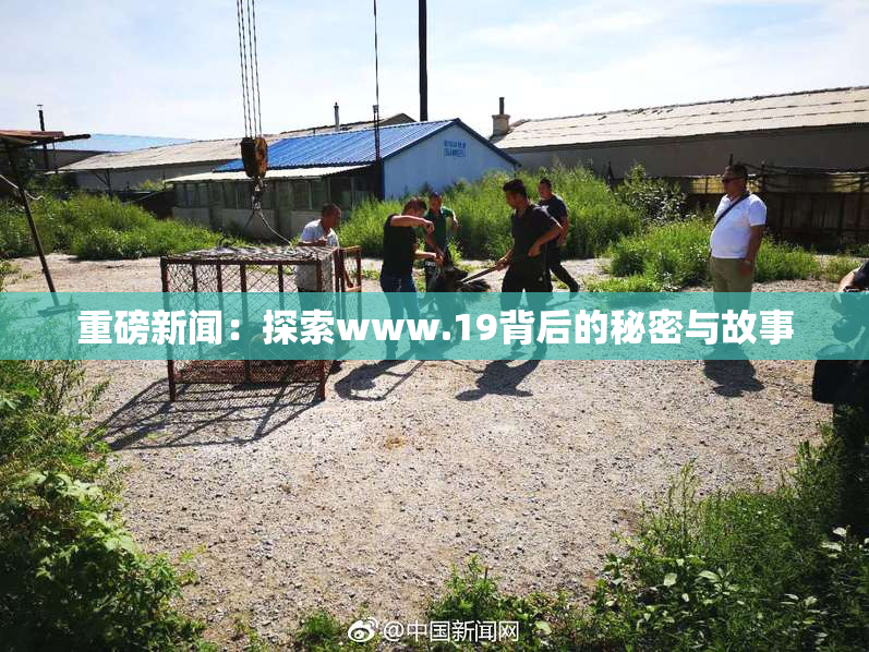 重磅新闻：探索www.19背后的秘密与故事