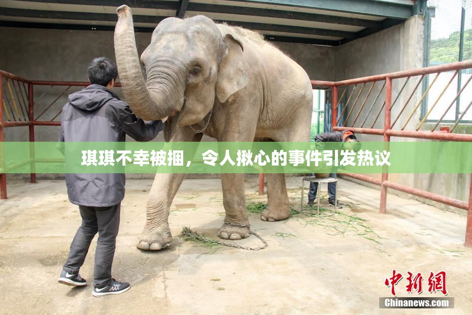 琪琪不幸被捆，令人揪心的事件引发热议