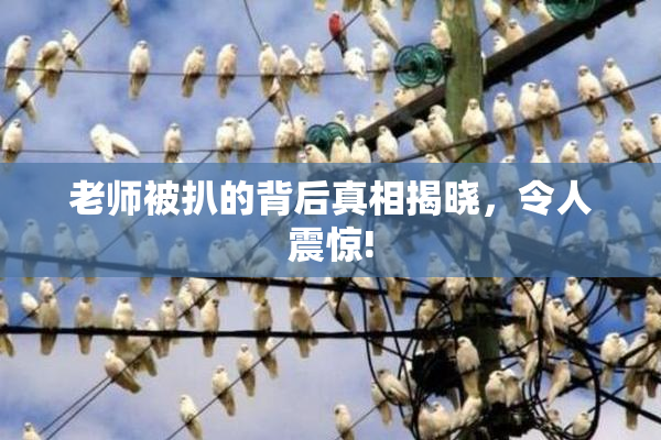老师被扒的背后真相揭晓，令人震惊!