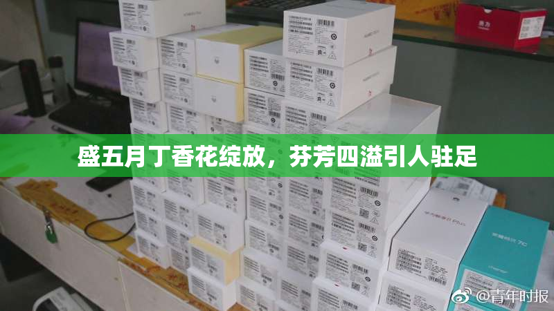 盛五月丁香花绽放，芬芳四溢引人驻足
