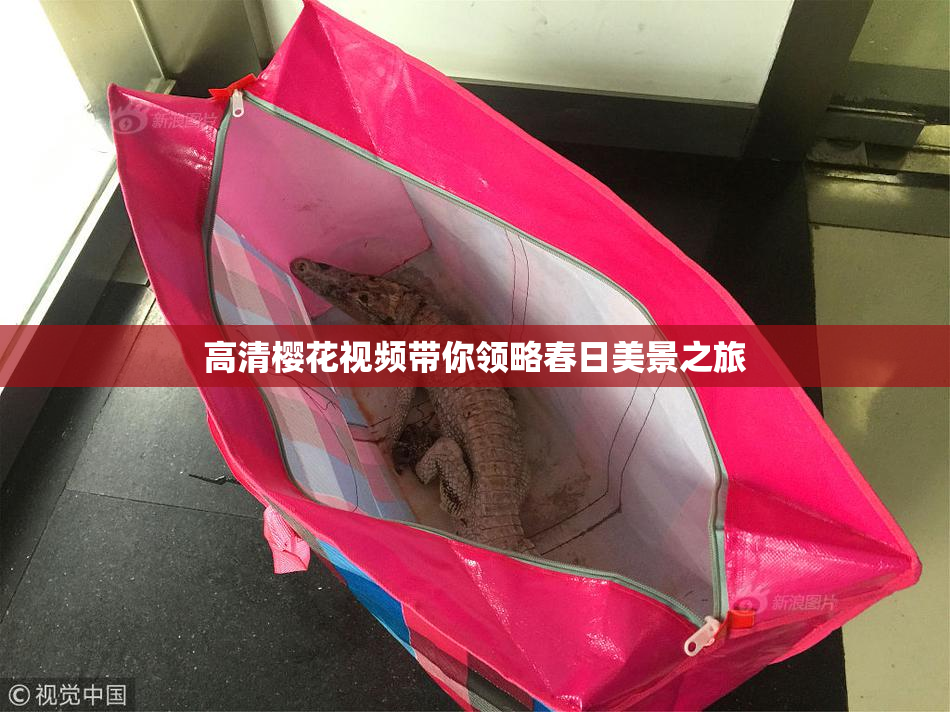 高清樱花视频带你领略春日美景之旅