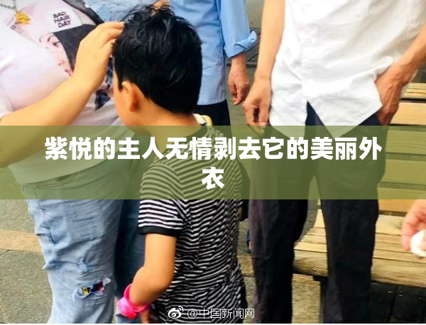 紫悦的主人无情剥去它的美丽外衣