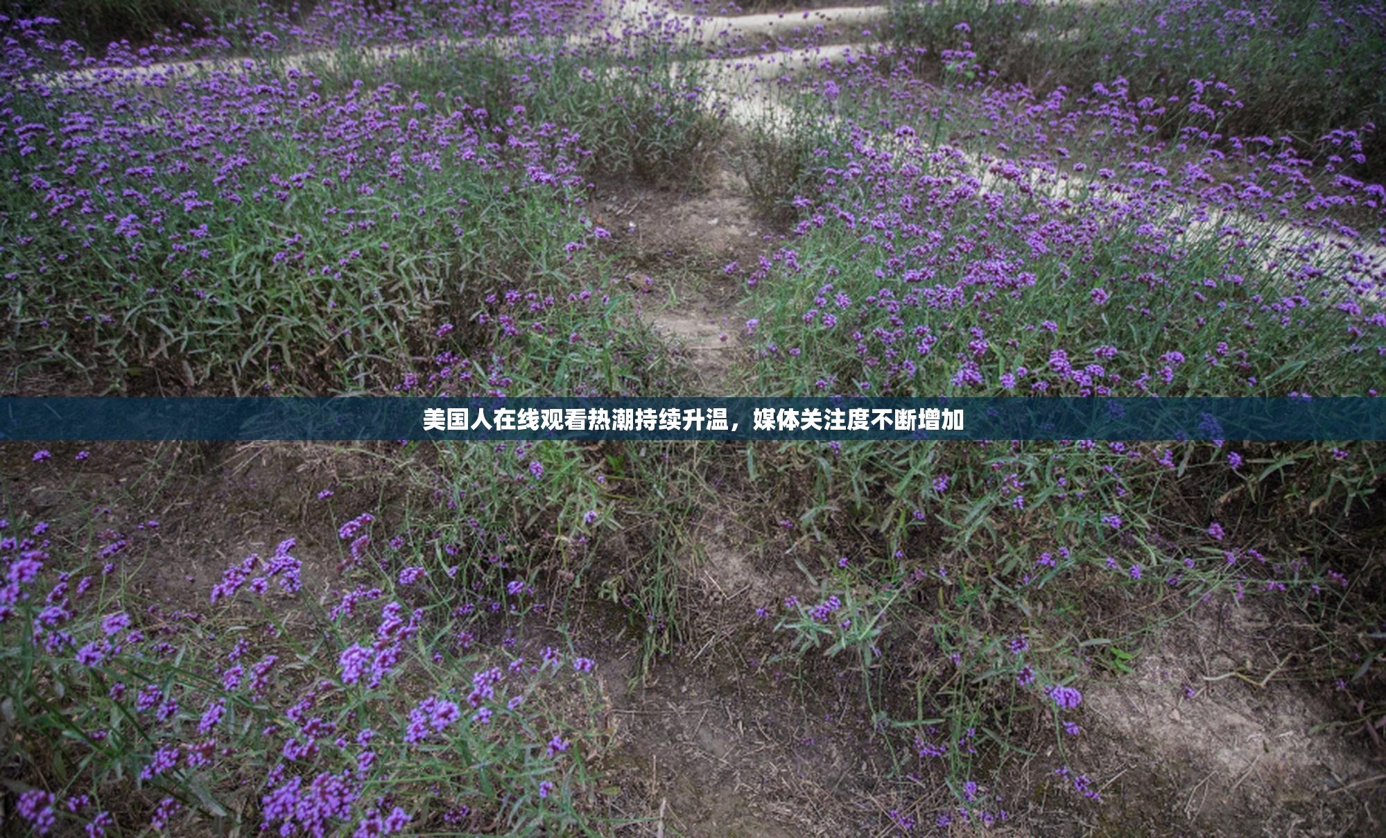 美国人在线观看热潮持续升温，媒体关注度不断增加