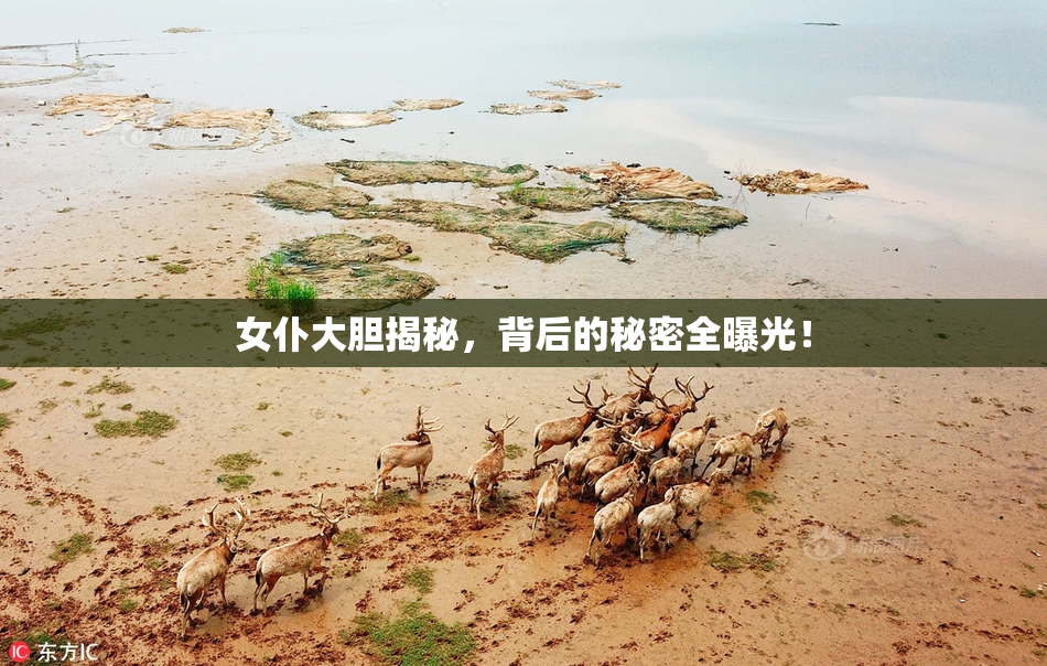 女仆大胆揭秘，背后的秘密全曝光！