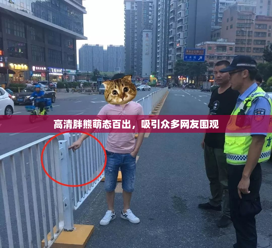 高清胖熊萌态百出，吸引众多网友围观
