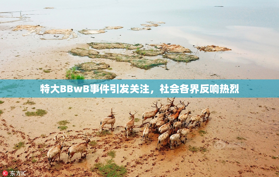 特大BBwB事件引发关注，社会各界反响热烈