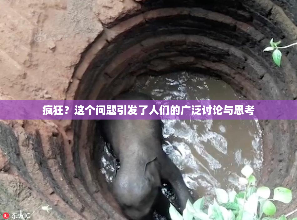 疯狂？这个问题引发了人们的广泛讨论与思考