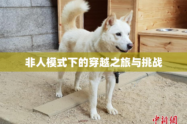 非人模式下的穿越之旅与挑战