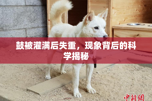 鼓被灌满后失重，现象背后的科学揭秘