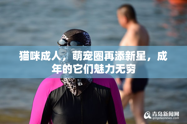 猫咪成人，萌宠圈再添新星，成年的它们魅力无穷