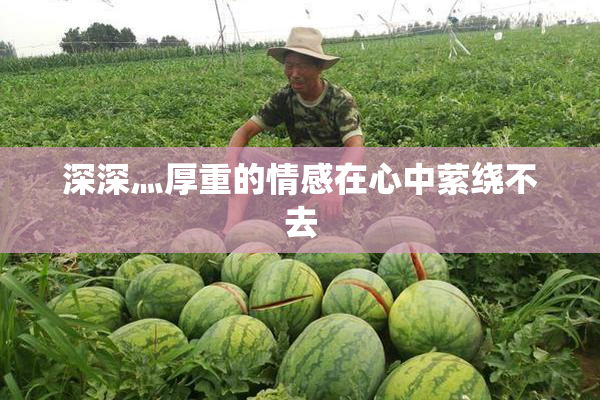 深深灬厚重的情感在心中萦绕不去