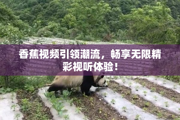 香蕉视频引领潮流，畅享无限精彩视听体验！