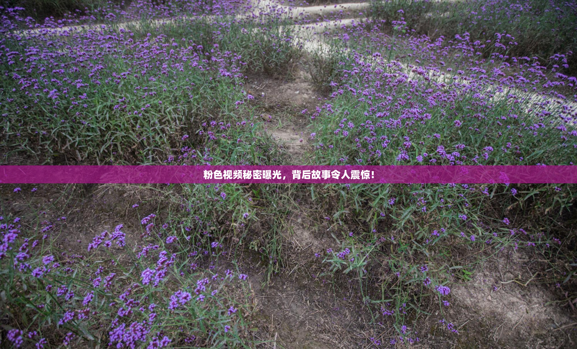 粉色视频秘密曝光，背后故事令人震惊！