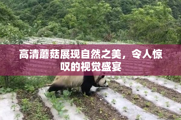高清蘑菇展现自然之美，令人惊叹的视觉盛宴