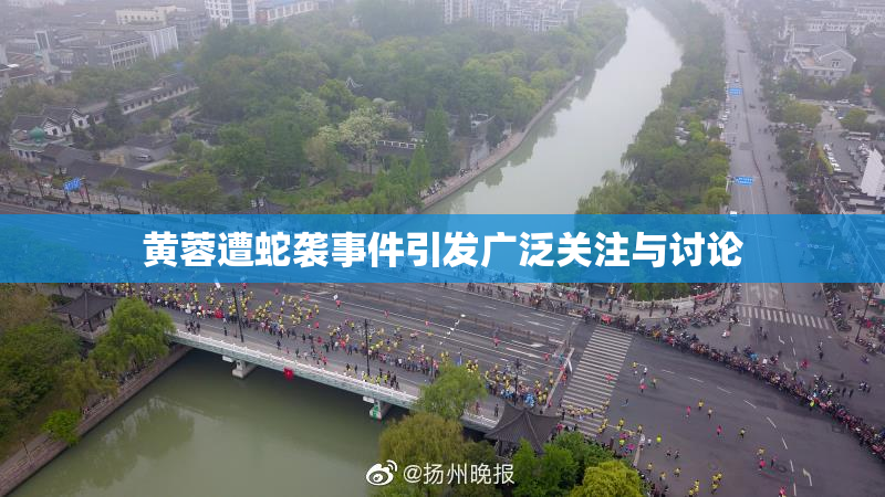 黄蓉遭蛇袭事件引发广泛关注与讨论