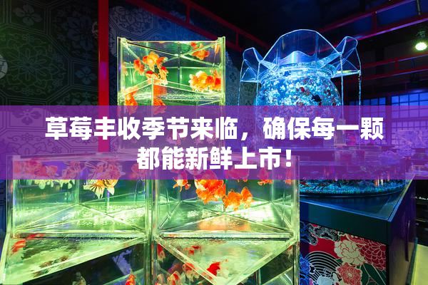 草莓丰收季节来临，确保每一颗都能新鲜上市！