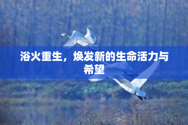 浴火重生，焕发新的生命活力与希望