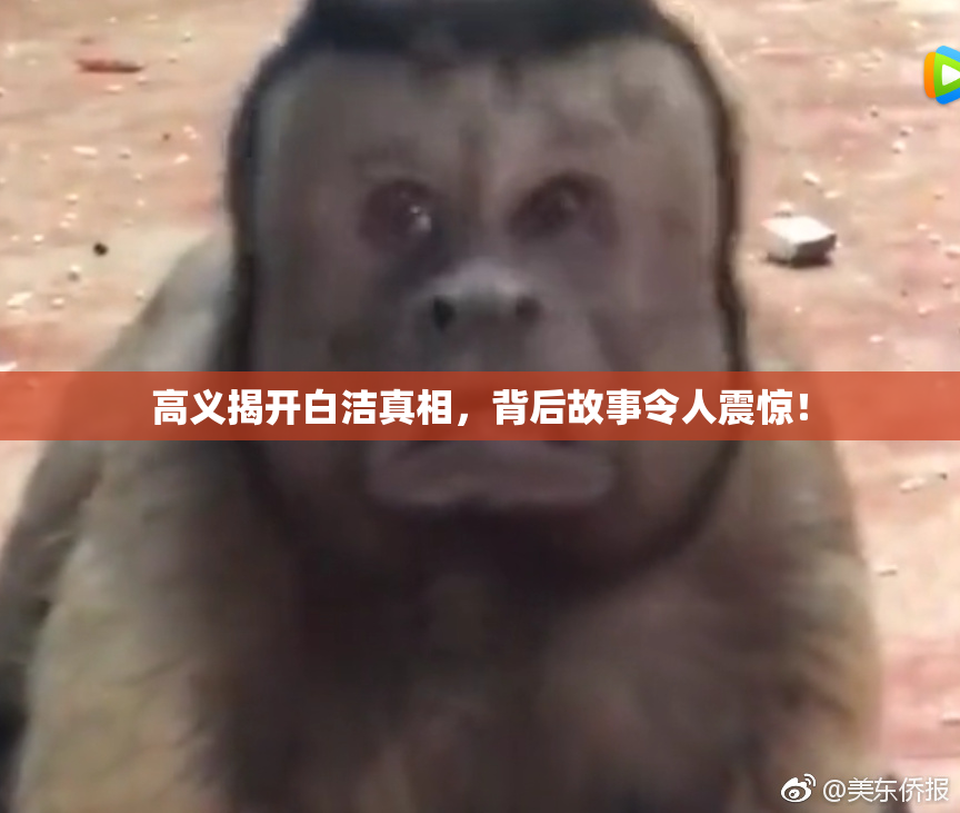 高义揭开白洁真相，背后故事令人震惊！