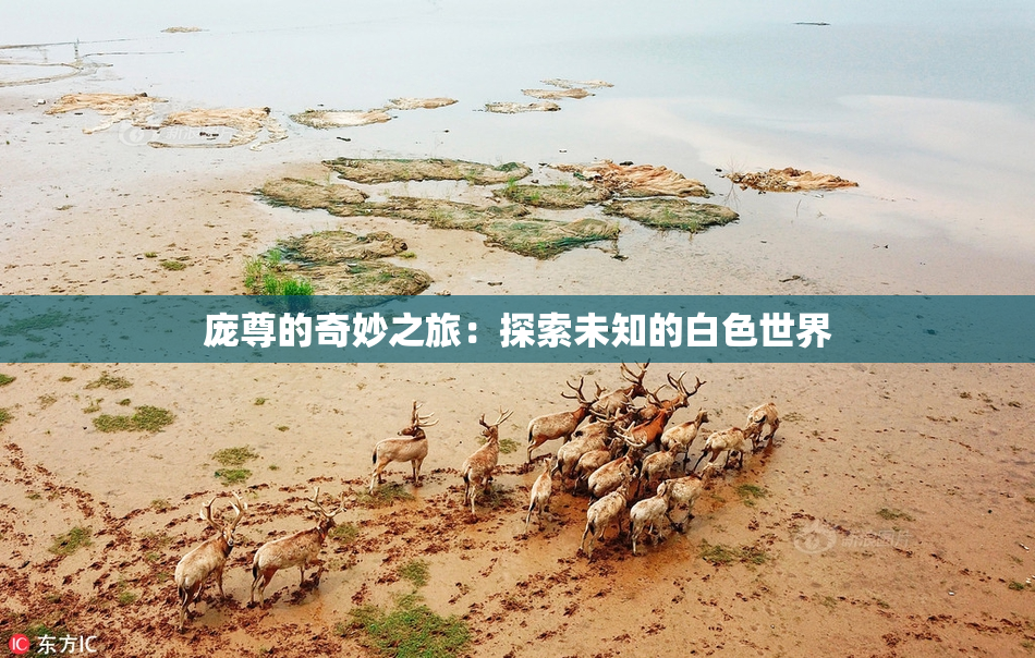庞尊的奇妙之旅：探索未知的白色世界