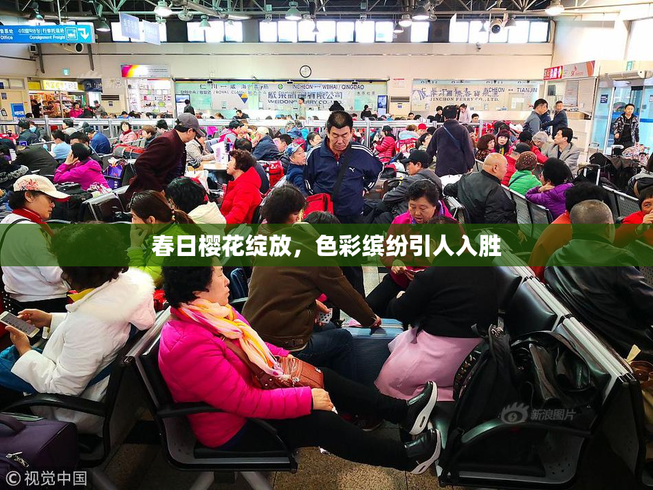 春日樱花绽放，色彩缤纷引人入胜