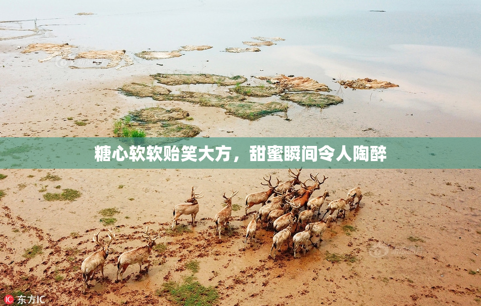 糖心软软贻笑大方，甜蜜瞬间令人陶醉