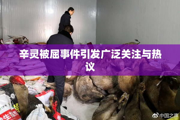 辛灵被屈事件引发广泛关注与热议