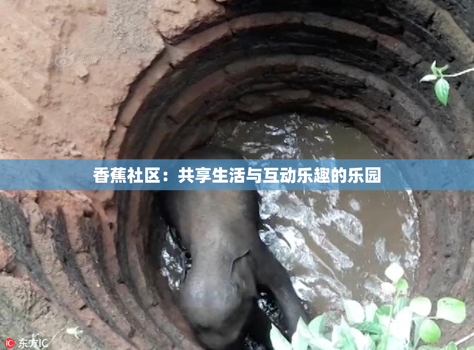 香蕉社区：共享生活与互动乐趣的乐园