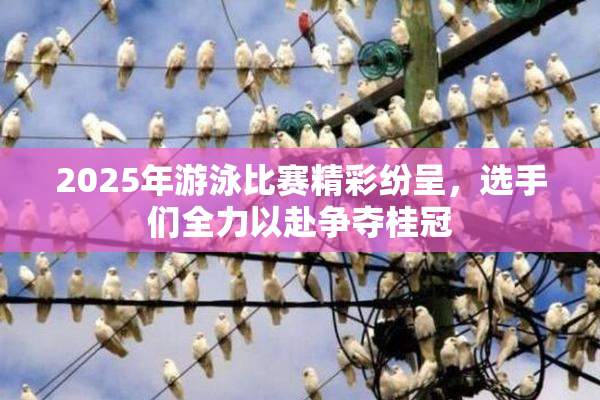 2025年游泳比赛精彩纷呈，选手们全力以赴争夺桂冠