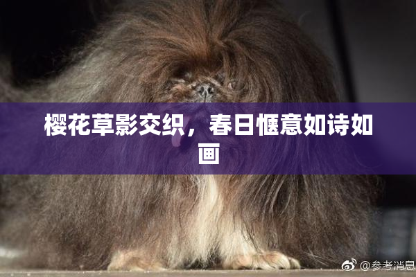 樱花草影交织，春日惬意如诗如画