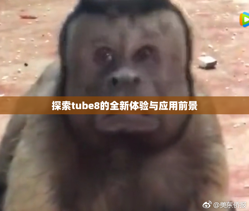 探索tube8的全新体验与应用前景