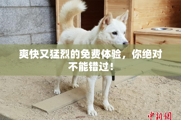 爽快又猛烈的免费体验，你绝对不能错过！