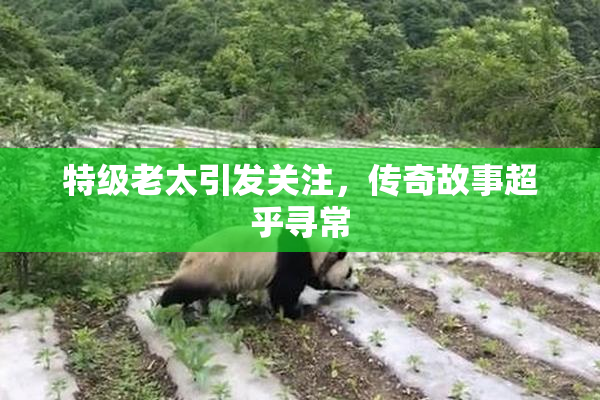 特级老太引发关注，传奇故事超乎寻常