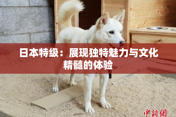 日本特级：展现独特魅力与文化精髓的体验