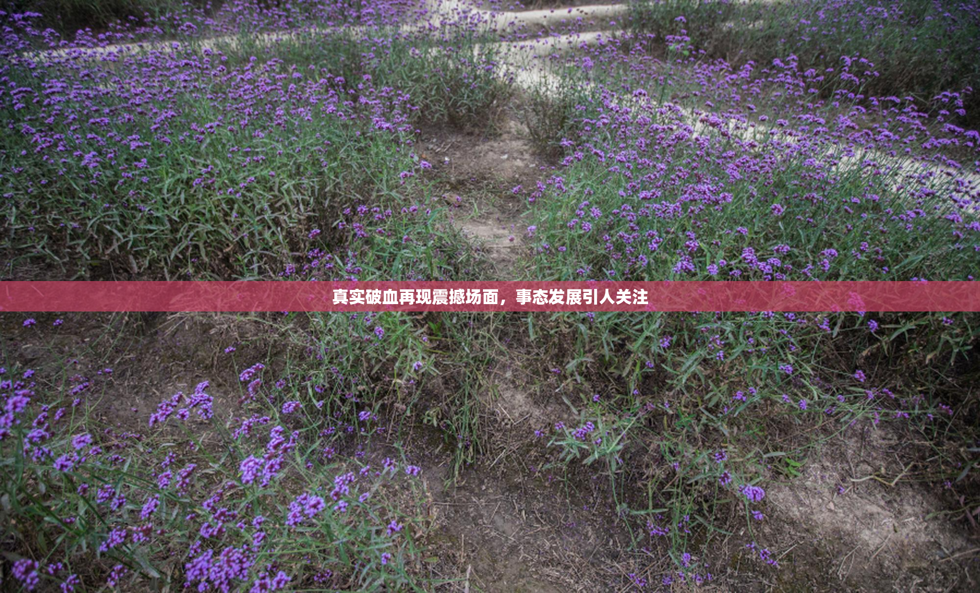 真实破血再现震撼场面，事态发展引人关注