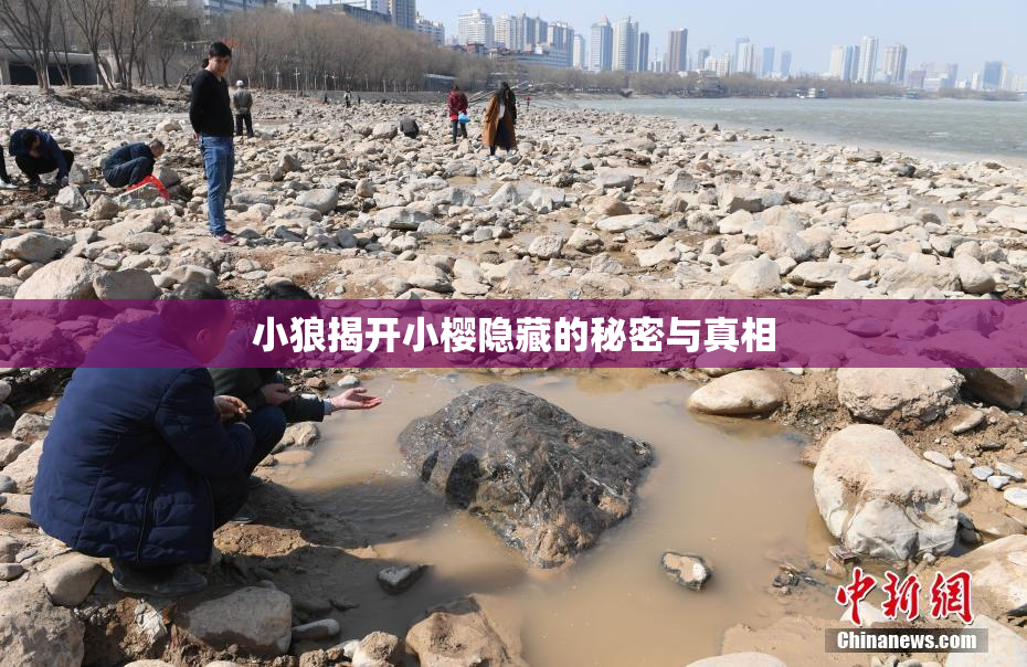 小狼揭开小樱隐藏的秘密与真相