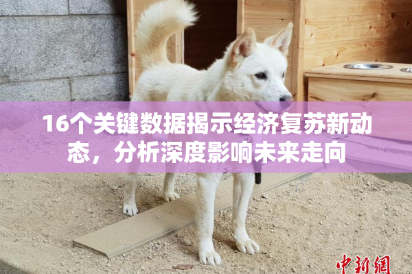 16个关键数据揭示经济复苏新动态，分析深度影响未来走向